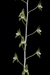Oeceoclades humbertii Huntington's Beanstalk CHM/AOS 80 pts. - flower